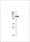 KLC1 Antibody (Center)